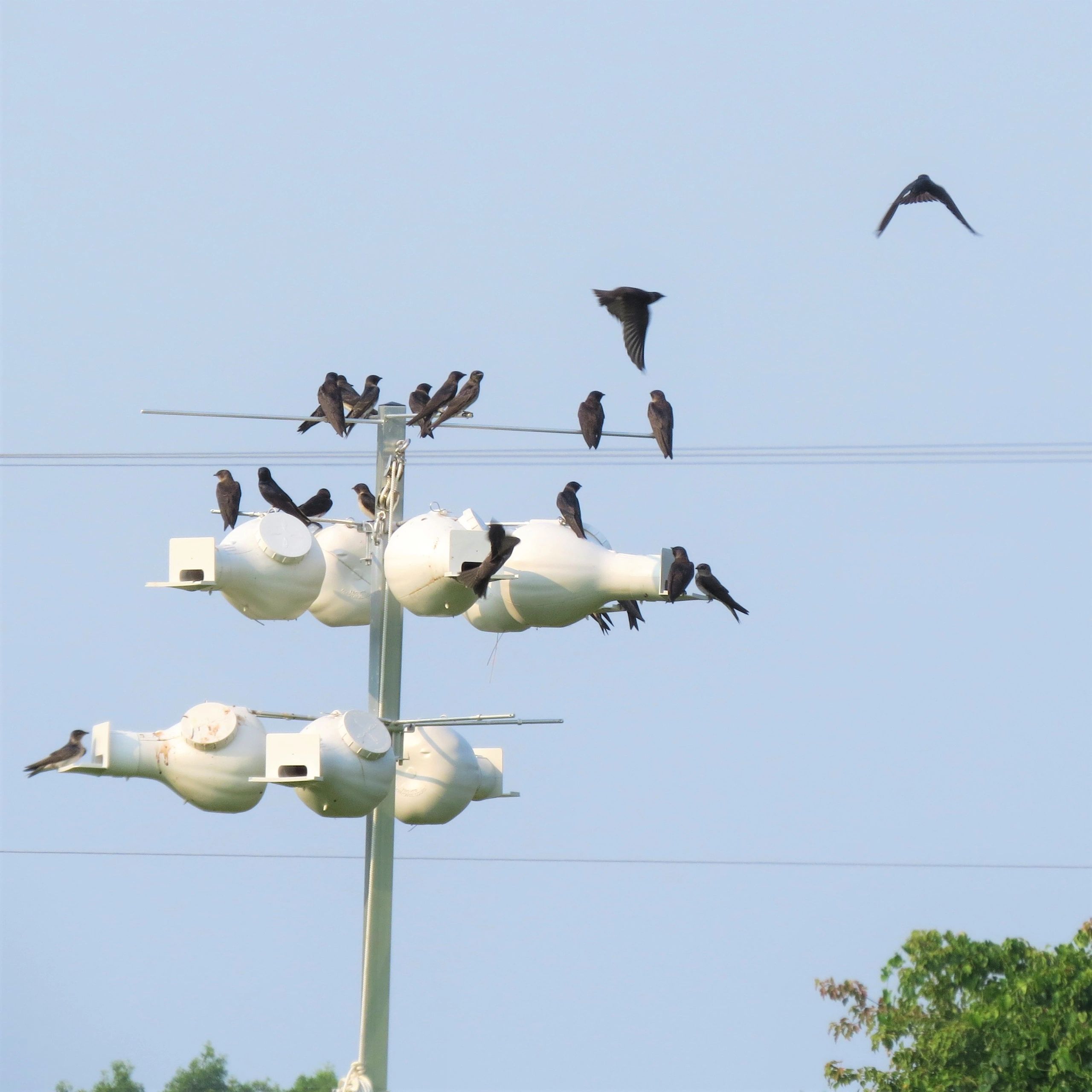 Purple Martins 